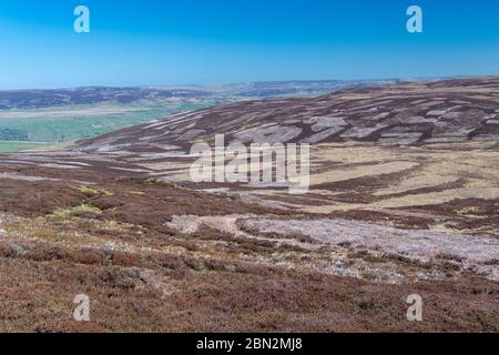 Patchwork d'habitat de bruyère au printemps sur Whitalde Moor dans le parc national de Yorkshire Dales, Royaume-Uni. Banque D'Images