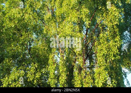 Magnifique arbre vert en forme d'or à Manchester, Angleterre Banque D'Images