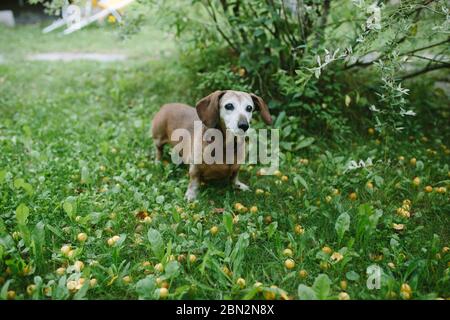 Charmant dachshund vieux debout dans un pré vert en été, à l'écart Banque D'Images