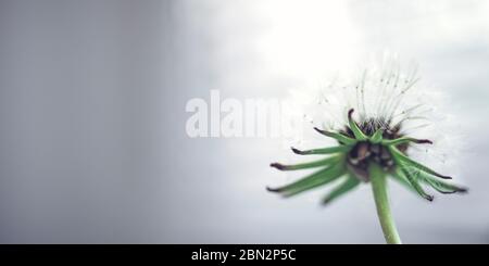 tête de fleur en pissenlit avec graines en gros plan, espace de copie en arrière-plan flou Banque D'Images