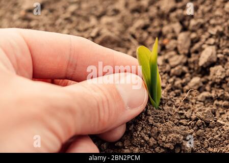 Agriculteur examinant la pousse de maïs au champ, gros plan avec une attention sélective Banque D'Images