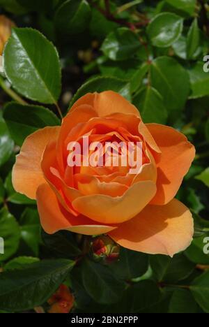 Belle fleur de couleur abricot de l'arbuste anglais Rose, Pat Austin Banque D'Images