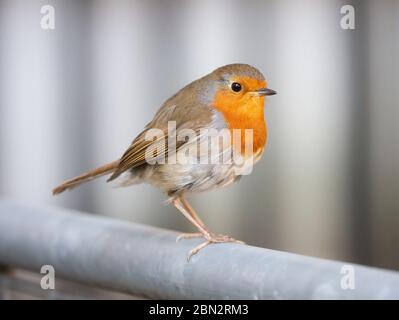 Un voleur européen, communément appelé un voleur. Le Robin a été élu le premier oiseau national du Royaume-Uni, gagnant 34% des voix. C'est un insectivore. Banque D'Images