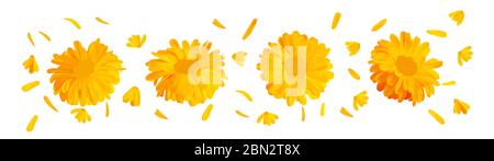 fleur de marigot réaliste en 3d. Calendula isolée sur fond blanc. Vue de dessus. Magnifique illustrateur. Calendula gros plan. Banque D'Images