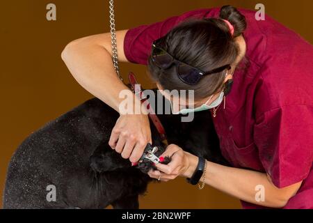 Un médecin vétérinaire avec un masque médical masque le visage couvert coupe un chien noir griffes pendant une séance de toilettage d'animal de compagnie à la maison Banque D'Images