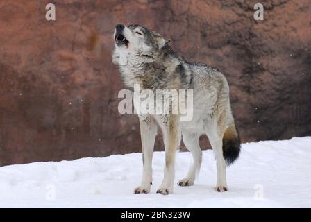 Un loup de l'hiver. Le loup gris hurlant dans la neige, chant du loup Banque D'Images