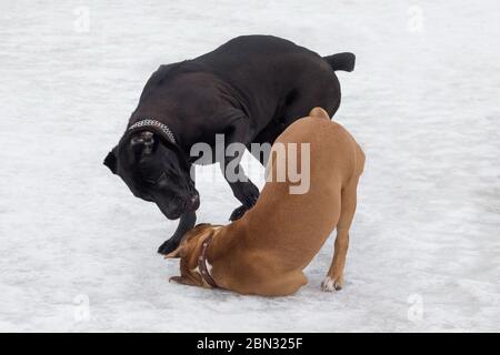 Un chiot mastiff italien mignon et un chiot amstaff jouent dans le parc d'hiver. Animaux de compagnie. Chien de race. Banque D'Images