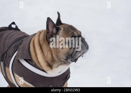 Le joli boulochon français dans de beaux vêtements pour animaux de compagnie est debout dans le parc d'hiver. Animaux de compagnie. Chien de race. Banque D'Images