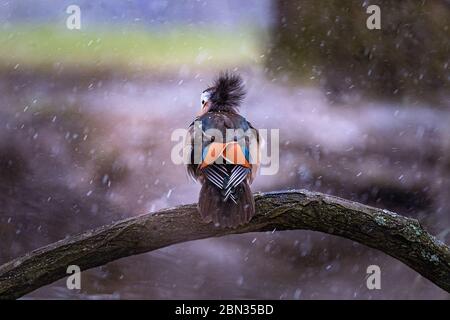 Un canard mandarin reposant sur une branche pendant la neige hivernale Banque D'Images