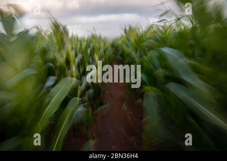 Sentier public traversant un Cornfield dans la campagne britannique Devon, Royaume-Uni Banque D'Images