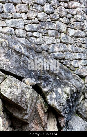 Viscachas assis sur un rocher dans les ruines de la ville antique de Machu Picchu, Vallée Sacrée, Pérou Banque D'Images