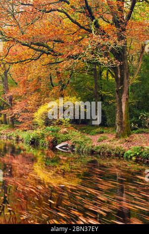 Forêt d'automne un long de la rivière Teigh avec des feuilles déchellanes flottant sur la rivière près du pont de Fingle, parc national de Dartmoor Banque D'Images