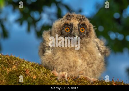 Hibou à longues oreilles poussins perchés sur une branche dans un verger au printemps Banque D'Images