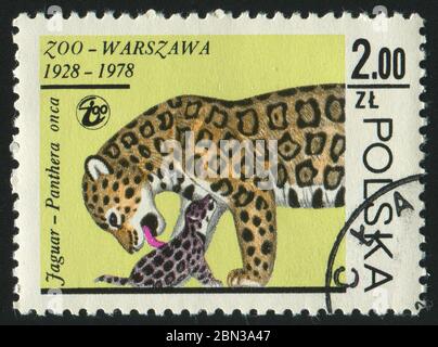 POLOGNE - VERS 1978 : timbre imprimé par la Pologne, montre jaguars, vers 1978. Banque D'Images