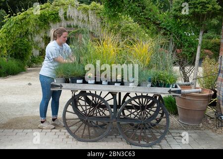 Dorney, Buckinghamshire, Royaume-Uni. 12 mai 2020. Le personnel du Crocus Garden Centre de Dorney court se prépare à rouvrir demain le 13 mai 2020 après leur fermeture temporaire pendant le confinement pandémique du coronavirus Covid-19. Crocus est dans le domaine historique de Dorney court Tudor Manor House qui a été utilisé dans de nombreux endroits de cinéma. Crédit : Maureen McLean/Alay Live News Banque D'Images