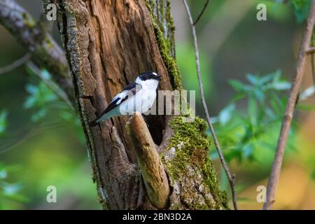 Le flycatcher à collier (Ficedula albicollis) sur une branche, Kopački rit, Croatie Banque D'Images