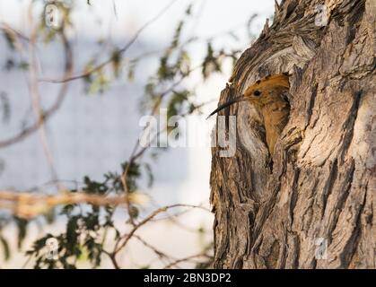 Les poussins d'oiseau Upupa Epops de Hoopoe eurasien ou de Hoopoe commun se préparent à voler hors du nid de trou Banque D'Images