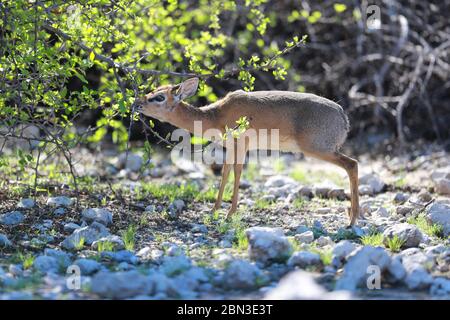 Un dik-dik se saisit dans le pinceau le long de la promenade Dik-Dik près du Camp Namutoni à l'intérieur du parc national d'Etosha en Namibie, en Afrique. Banque D'Images