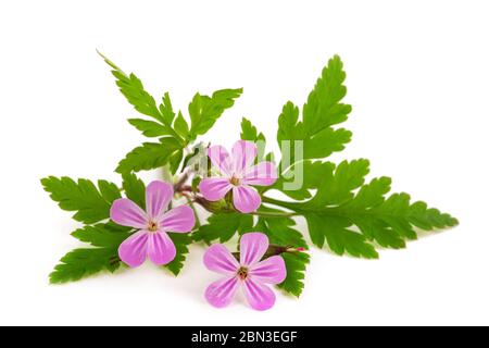 Fleurs de Robert d'herbe isolées sur fond blanc Banque D'Images