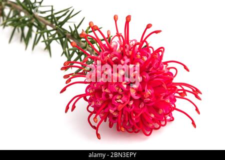 Fleur de grevillea juniperina isolée sur fond blanc Banque D'Images