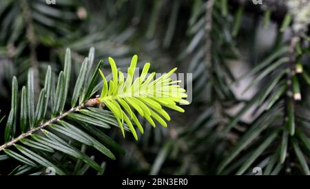 branche de conifères, bourgeons. Jeunes pousses vertes conifères aiguilles de branches d'arbre. Pousses de brindilles fraîches de conifères en croissance . Banque D'Images