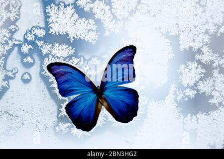 Autocollant papillon bleu