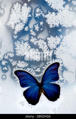 Autocollant papillon bleu
