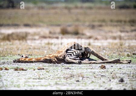 Une girafe morte dans des plaines ouvertes près de fort Namutoni dans le parc national d'Etosha situé en Namibie, en Afrique. Banque D'Images