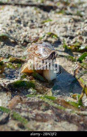 Carapace de mer de la chauve-souris (Cymbiola vespertilio) chasse un mollusque bivalve à marée basse. Banque D'Images