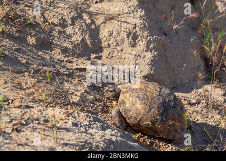 Tortue terrestre marchant dans la steppe Banque D'Images