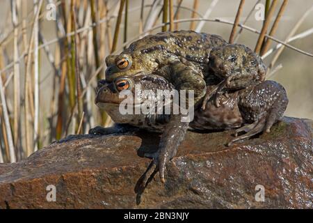 Paire de crapauds mâles et femelles (Bufo bufo) Banque D'Images