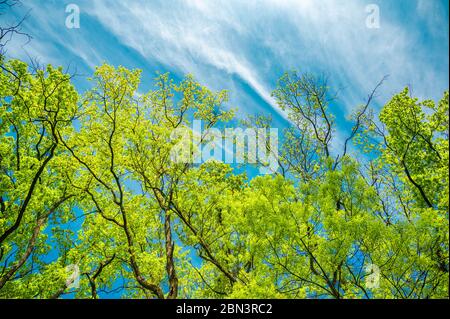 La canopée des grands arbres encadrent un ciel bleu clair, avec le soleil qui brillait à travers Banque D'Images