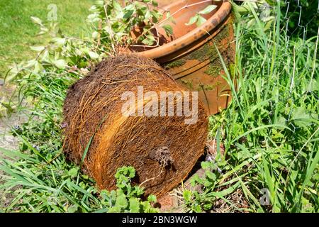 Racines de clématis reliées en pot retirées de la terre cuite pour la division et le rempotage au printemps dans un jardin de campagne au pays de Galles au Royaume-Uni. KATHY DEWITT Banque D'Images