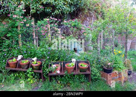 Laitue poussant dans une rangée de pots en terre cuite sur le vieux stand agricole dans le jardin de campagne avec vinca et chèvrefeuille sur la clôture pays de Galles UK KATHY DEWITT Banque D'Images