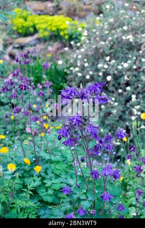 Aquilegia vulgaris fleurit dans un petit jardin de campagne avec Coquelicots jaunes et potentilla en mai pays de Galles Grande-Bretagne R.-U. KATHY DEWITT Banque D'Images