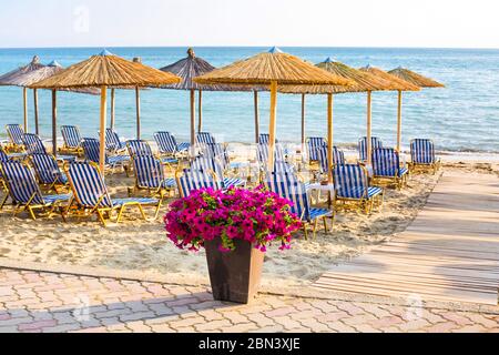 Plage de sable avec pot de fleurs pourpres du chemin en bois de la mer parmi les parasols authentiques de la côte grecque. Banque D'Images