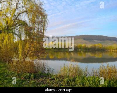 Saules et autres diverses végétation sur les rives d'un lac tranquille à Iphofen, Allemagne, une journée ensoleillée de printemps calme passé sur le lac Banque D'Images