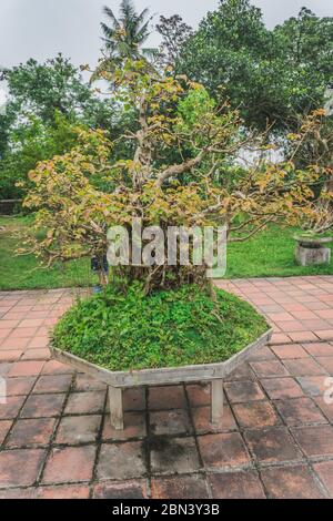 Bonsai dans un temple bouddhiste décor traditionnel vietnamien Banque D'Images