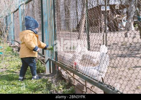 Un petit garçon alimente les poulets à travers la grille dans le jardin du printemps Banque D'Images