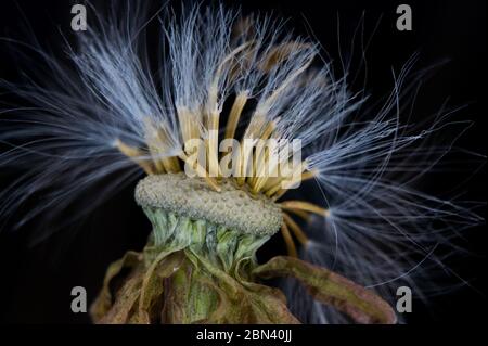 Tête de semence de pied de Coltsfoot (Tussilago farfara), prise la nuit sur fond noir. Avec moins de 50 % de semences restantes, la tête de semences commence à mousser. Banque D'Images