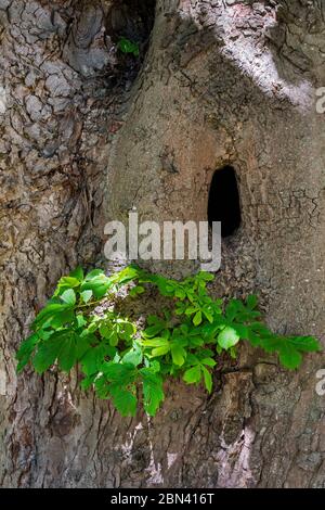 Cavité naturelle dans le tronc du châtaignier (Aesculus hippocastanum) offrant un site de nidification pour les oiseaux, les martres de pin et d'autres animaux Banque D'Images