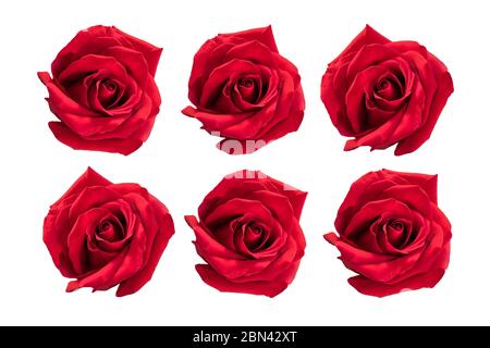 Roses rouges de Saint-Valentin isolées sur blanc. Banque D'Images