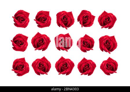 Ensemble de roses rouges isolées sur fond blanc. Quinze roses pleines de passion et d'amour. Banque D'Images