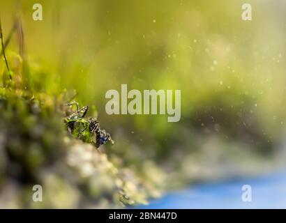 Macro photo, noir Messor dans l'herbe près de la rivière en goutte d'eau. Pluie Banque D'Images