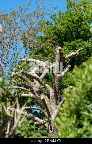 Hampshire, Angleterre, Royaume-Uni, 05 mai 2020. Un vieux pommier qui a été très taillé. Banque D'Images