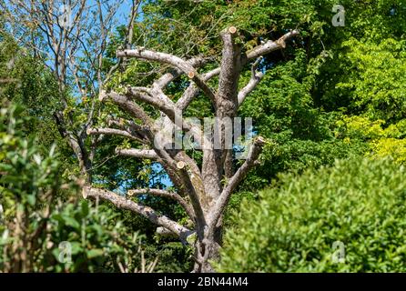 Hampshire, Angleterre, Royaume-Uni, 05 mai 2020. Un vieux pommier qui a été très taillé. Banque D'Images