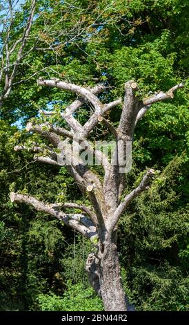 Hampshire, Angleterre, Royaume-Uni, 05 mai 2020. Un vieux pommier qui a été très taillé. Banque D'Images