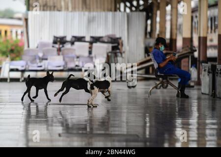 Bangkok, Thaïlande. 13 avril 2020. Les chiens jouent librement à la gare vide de Hua Lamphong pendant le confinement à la suite de l'épidémie de Covid 19.actuellement, la Thaïlande a 3,017 cas confirmés, 2,798 ont récupéré et 56 morts de coronavirus COVID-19, dont la plupart sont dans la capitale de Bangkok. Crédit : Amphol Thongmueangluang/SOPA Images/ZUMA Wire/Alamy Live News Banque D'Images