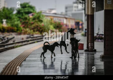 Bangkok, Thaïlande. 13 avril 2020. Les chiens jouent librement à la gare vide de Hua Lamphong pendant le confinement à la suite de l'épidémie de Covid 19.actuellement, la Thaïlande a 3,017 cas confirmés, 2,798 ont récupéré et 56 morts de coronavirus COVID-19, dont la plupart sont dans la capitale de Bangkok. Crédit : Amphol Thongmueangluang/SOPA Images/ZUMA Wire/Alamy Live News Banque D'Images