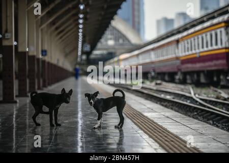 Bangkok, Thaïlande. 13 avril 2020. Les chiens jouent librement à la gare vide de Hua Lamphong pendant le confinement à la suite de l'épidémie de Covid 19.actuellement, la Thaïlande a 3,017 cas confirmés, 2,798 ont récupéré et 56 morts de coronavirus COVID-19, dont la plupart sont dans la capitale de Bangkok. Crédit : Amphol Thongmueangluang/SOPA Images/ZUMA Wire/Alamy Live News Banque D'Images